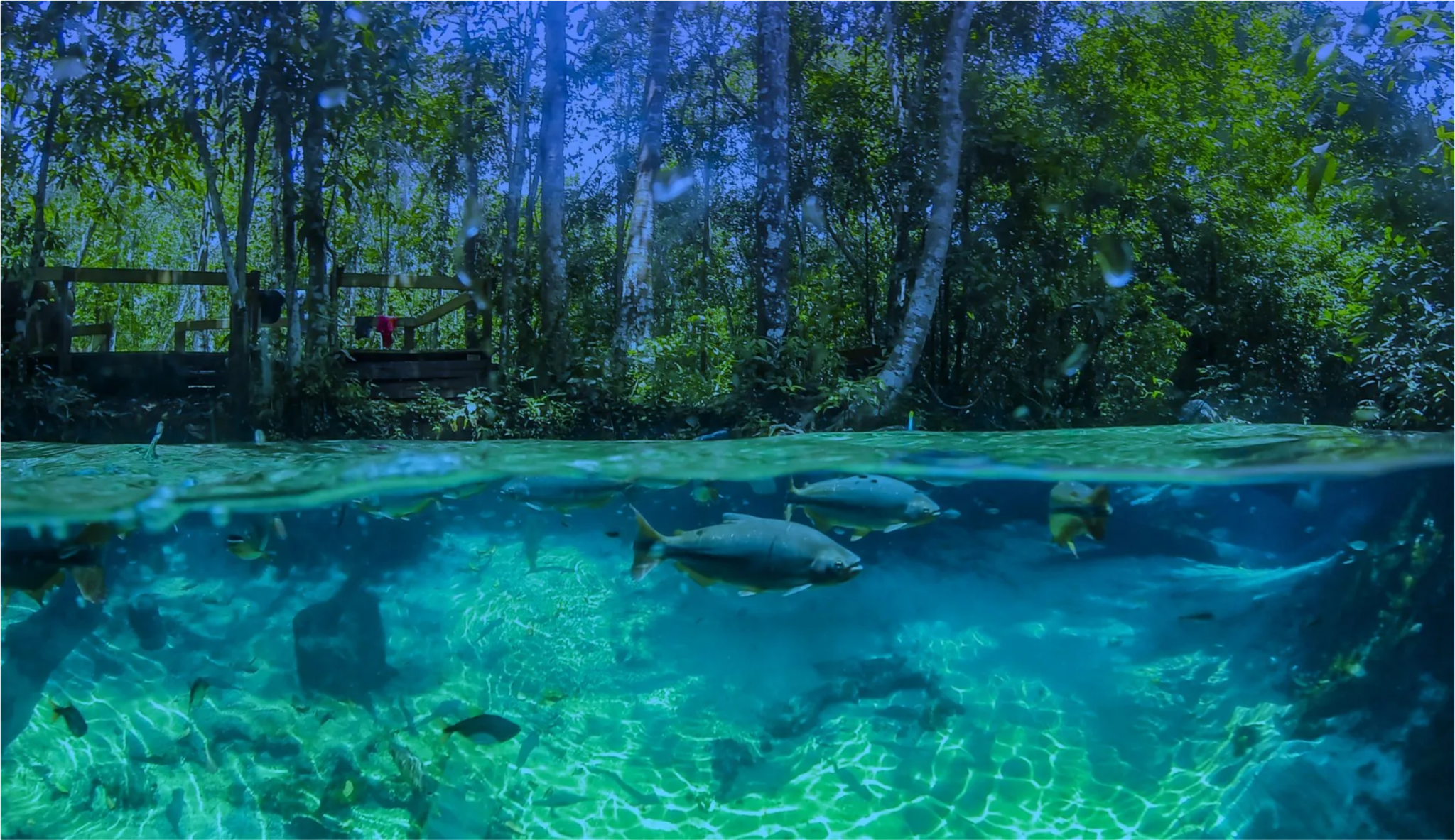 Flutuação em água cristalina com peixes em Nobres