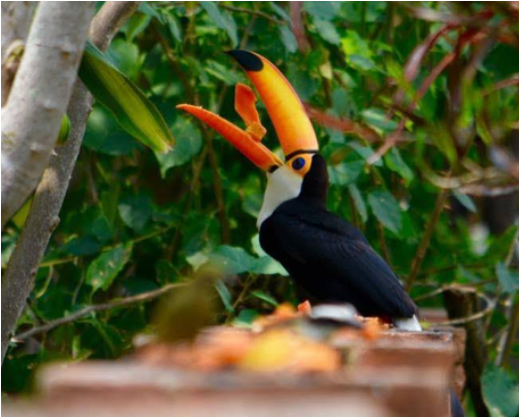 Tucano em meio à natureza do Pantanal